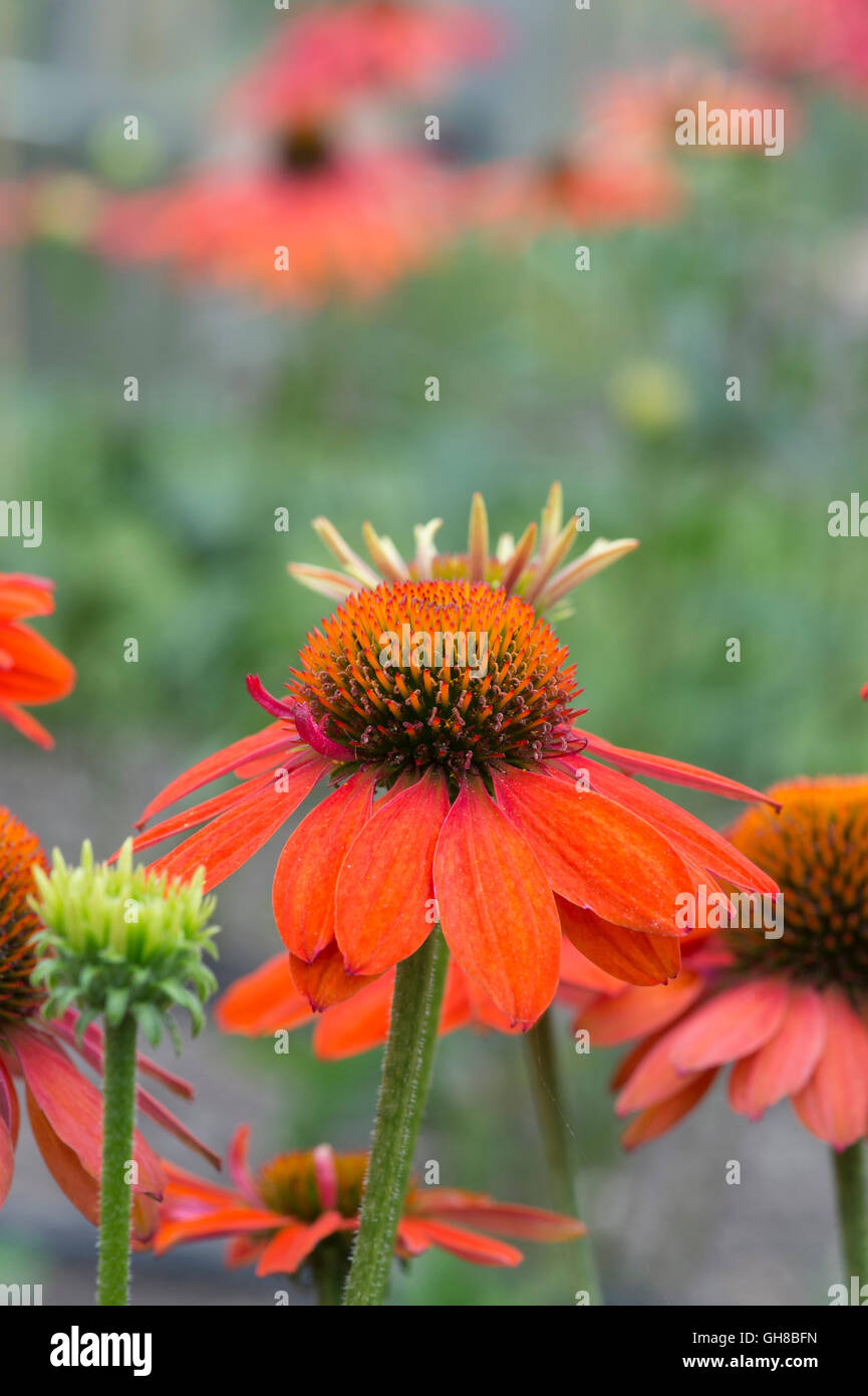 Die Echinacea ombrero Adobe Orange". Coneflower Stockfoto