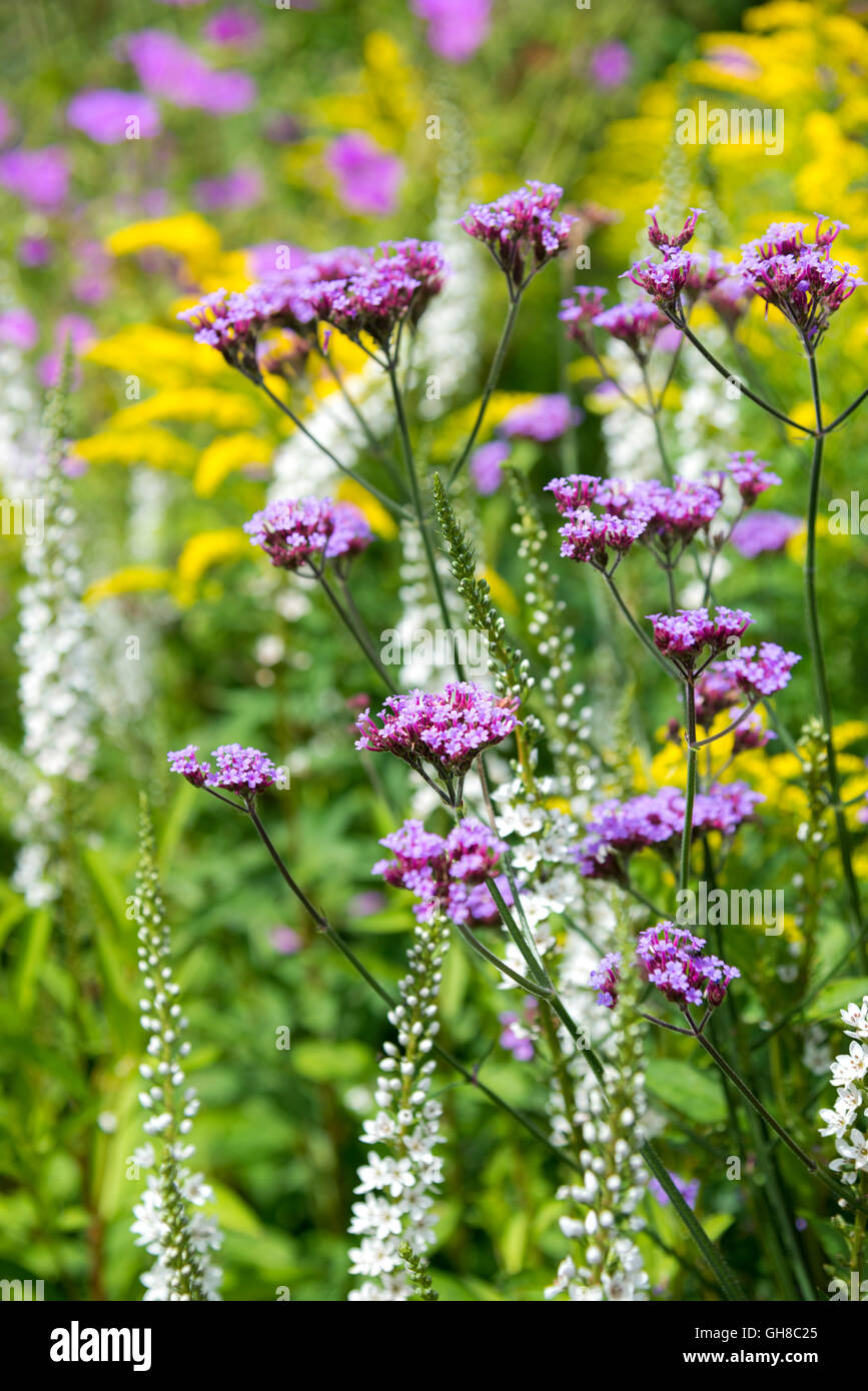 Verbena Bonariensis, Lysimachia Barystachys und Solidago zusammen in einem Mitte Sommer blühende Blume Grenze. Stockfoto