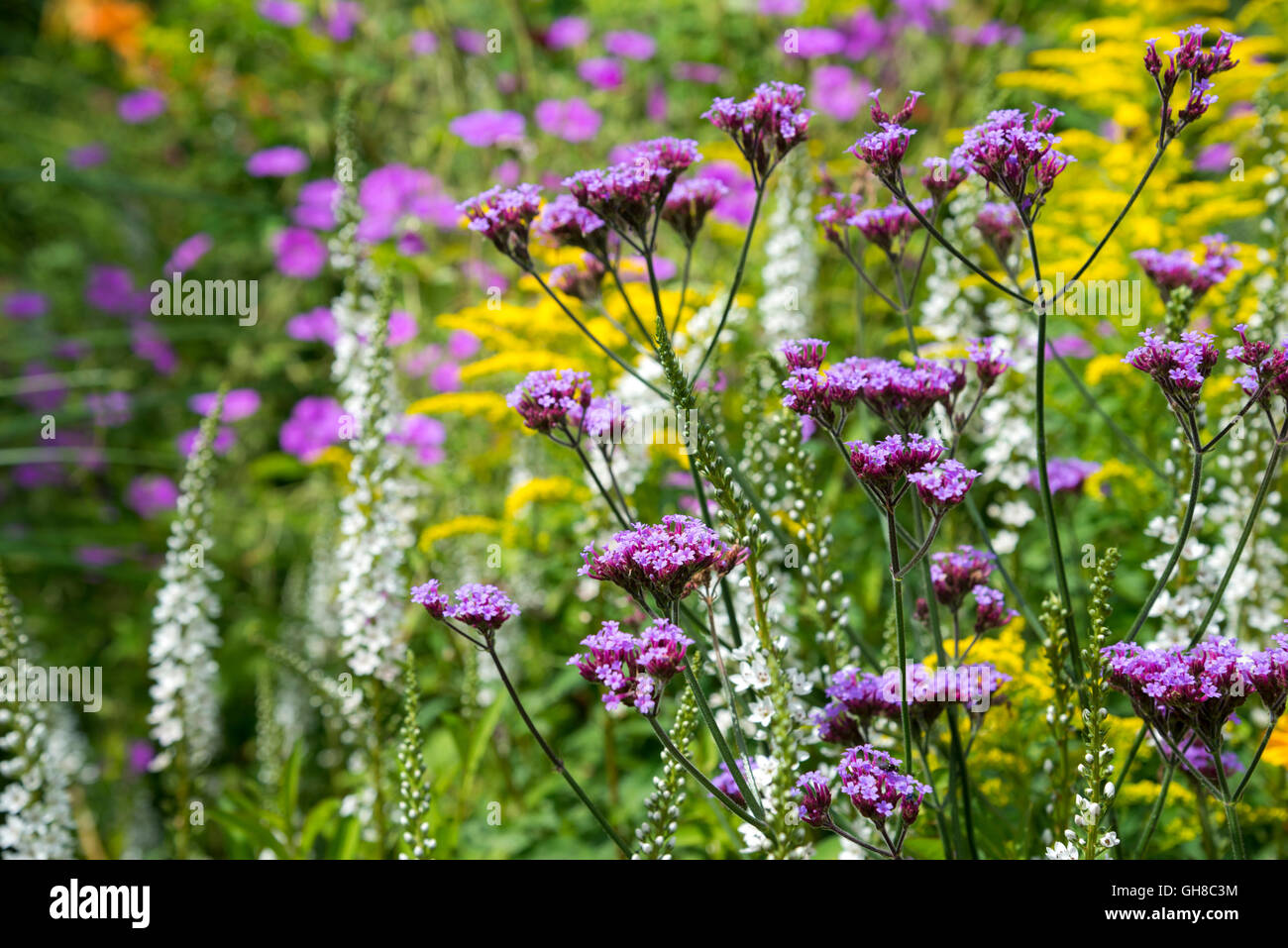 Verbena Bonariensis, Lysimachia Barystachys und Solidago zusammen in einem Mitte Sommer blühende Blume Grenze. Stockfoto