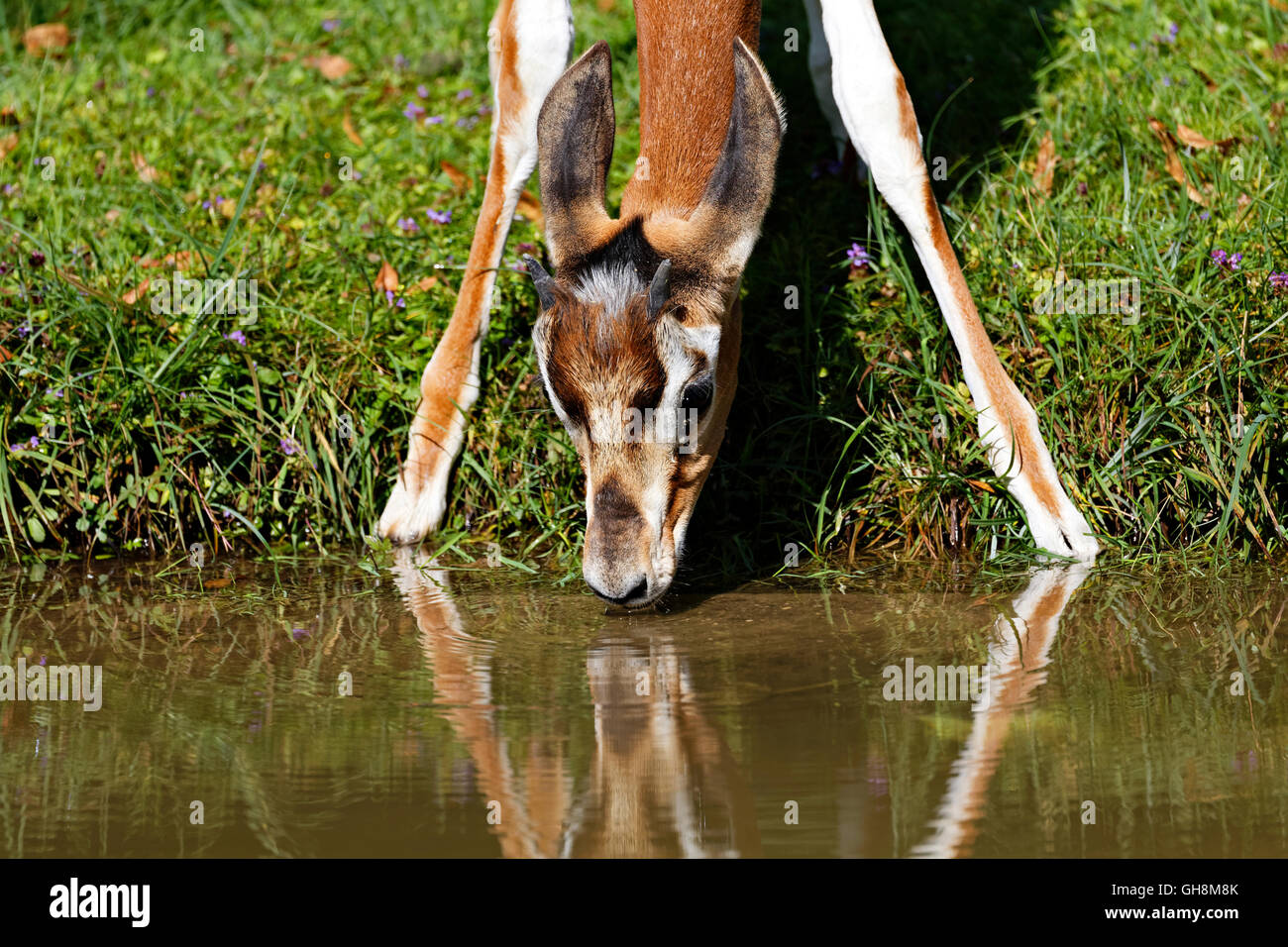 Mhorrgazelle Gazelle (Gazelle Dama Mhorrgazelle), trinken am Gewässerrand Stockfoto