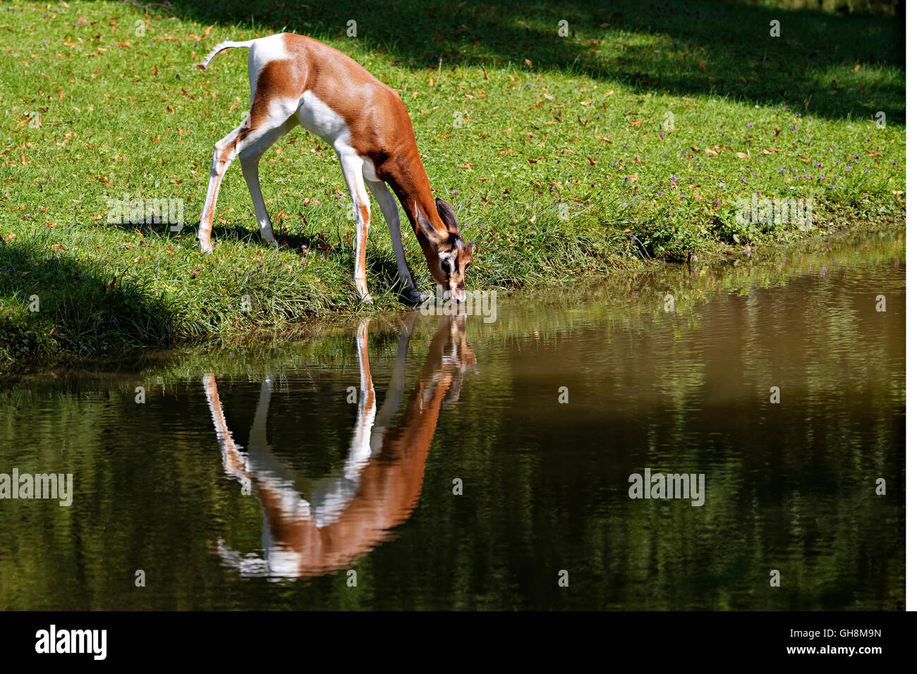 Mhorrgazelle Gazelle (Gazelle Dama Mhorrgazelle), trinken am Gewässerrand Stockfoto