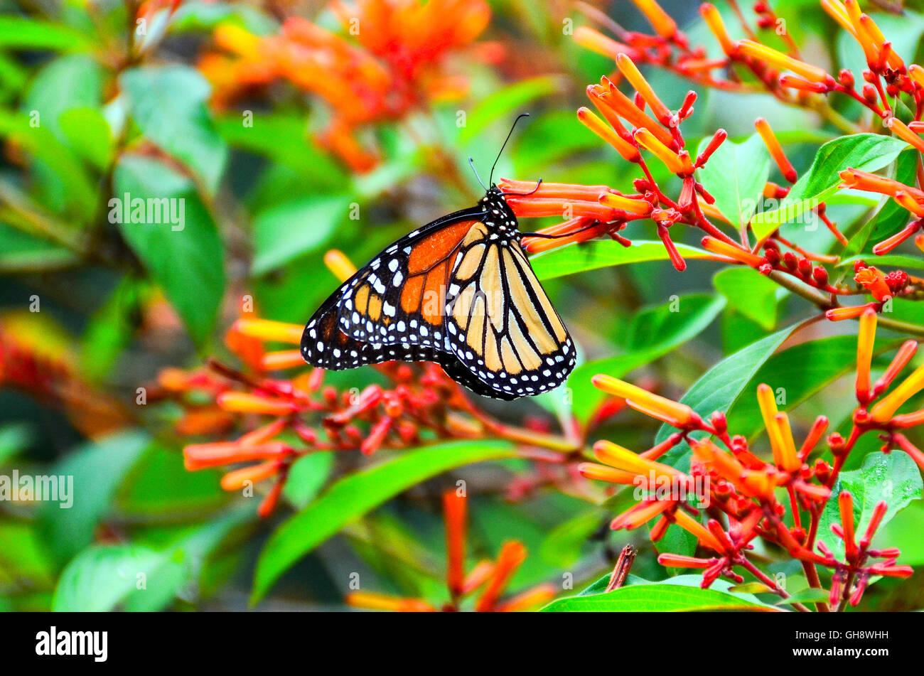 Monarch-Schmetterling Nektar auf native Firebush Hamelia Patens in Zentral-Florida. Stockfoto