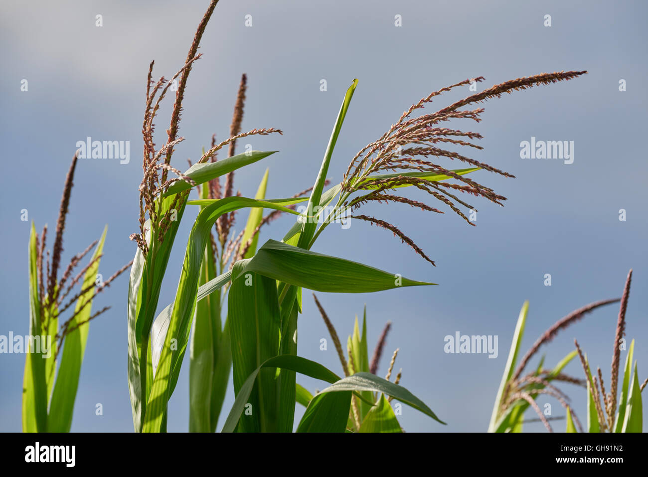 Schöne leichte grüne Maispflanzen unter Blüte vor lebendigen Himmel Stockfoto