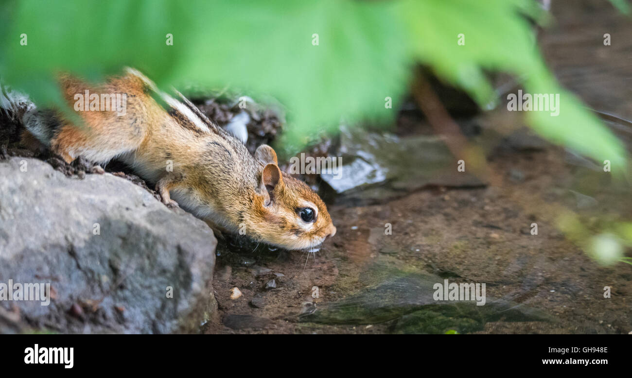 Nervös Streifenhörnchen (Tamias) trinkt am Flussufer. Stockfoto