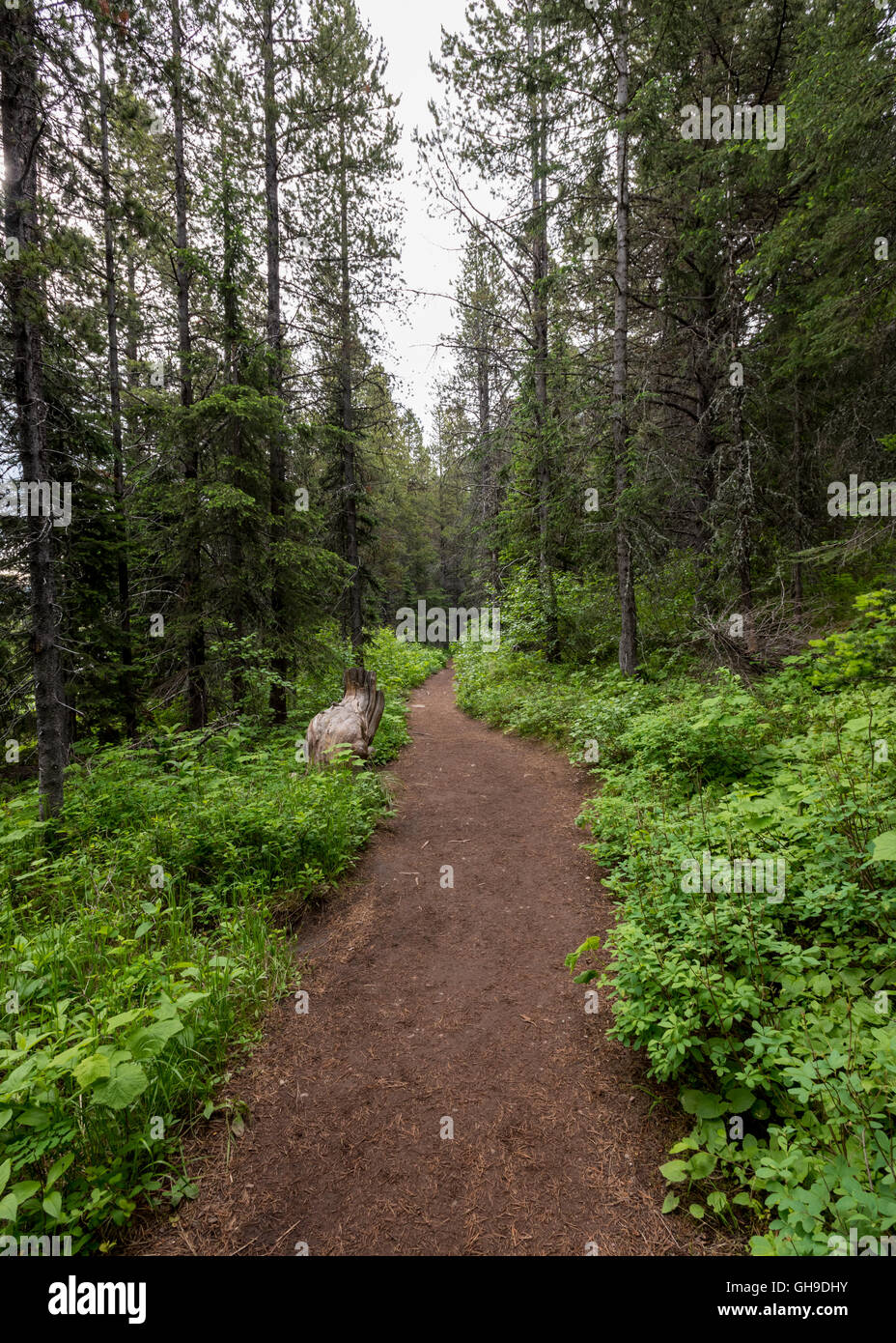 Weite Strecke in Montana Wald Stockfoto