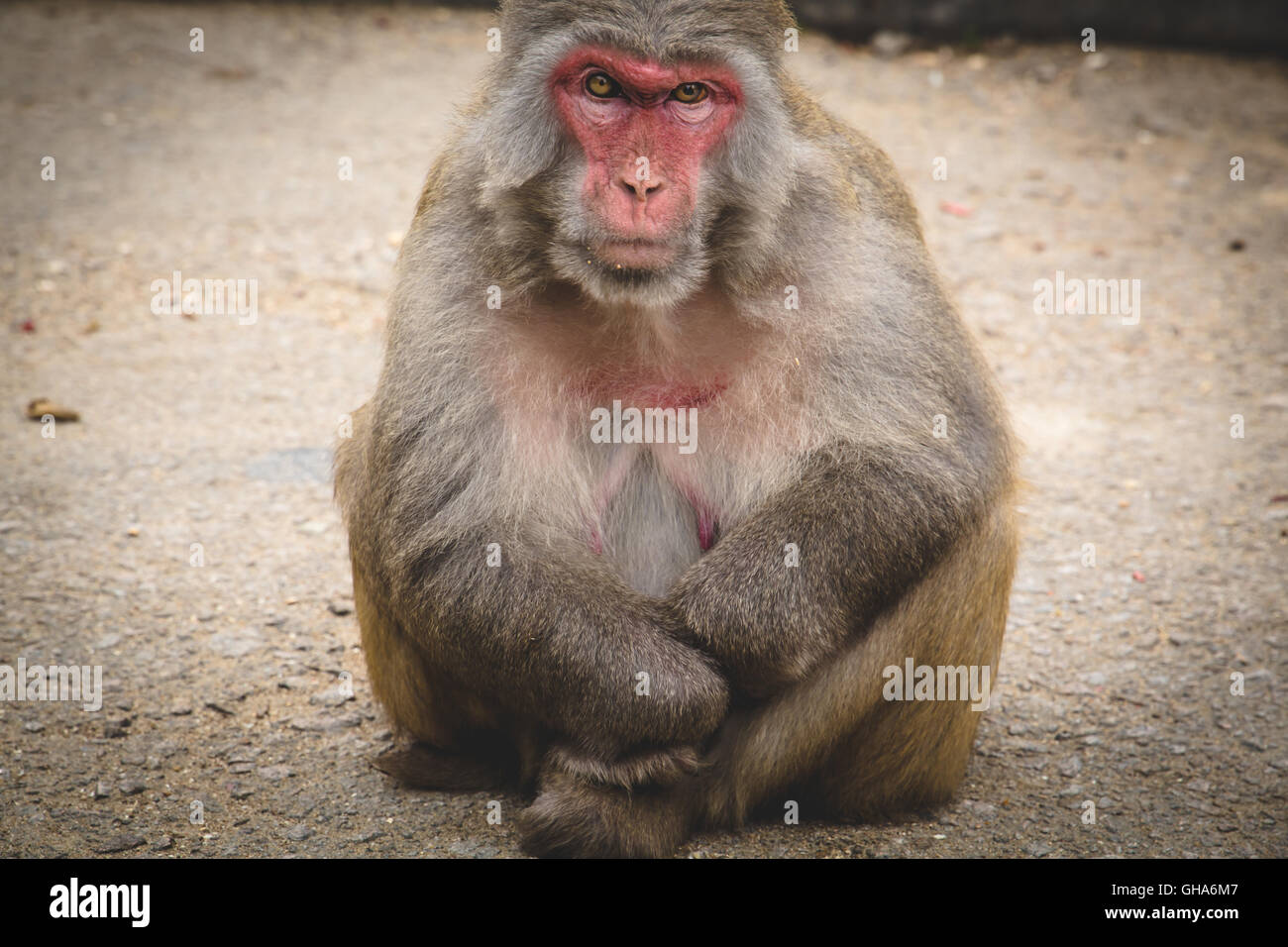 Unheimlicher affe -Fotos und -Bildmaterial in hoher Auflösung – Alamy, حجم الصورة 1300x956