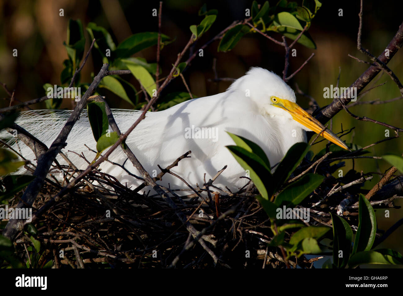 Weiße Reiher sitzt in seinem Teich Apfel Baum Nest eingebettet in die Zweige und die belaubten Zweige des Baus auf den Eiern. Stockfoto