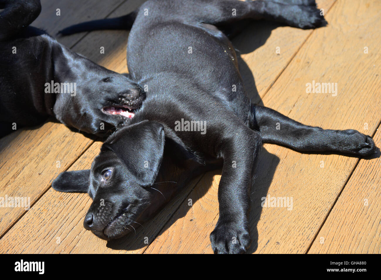 Schwarze Labrador Welpen spielen auf Belag Stockfoto