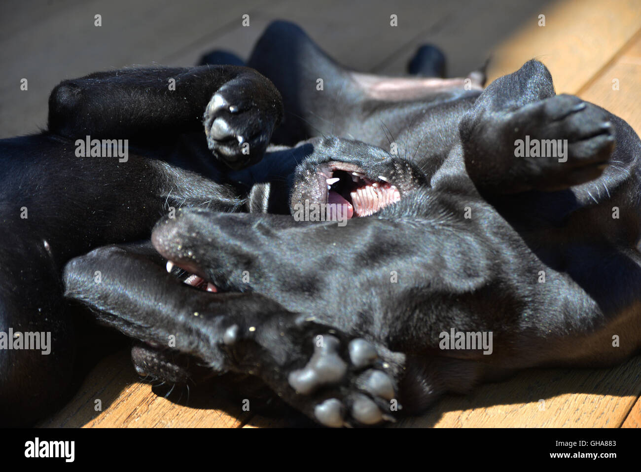 Schwarze Labrador Welpen spielen auf Belag Stockfoto