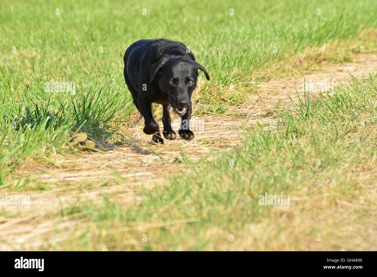 Schwarze Labrador Hund läuft in Bereichen Stockfoto