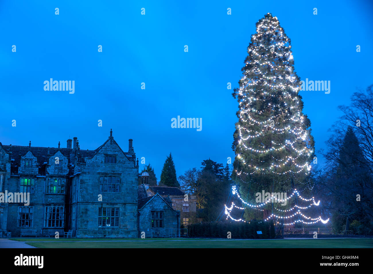 Großbritanniens größte Weihnachtsbaum, am Wakehurst Platz in Südengland. Stockfoto