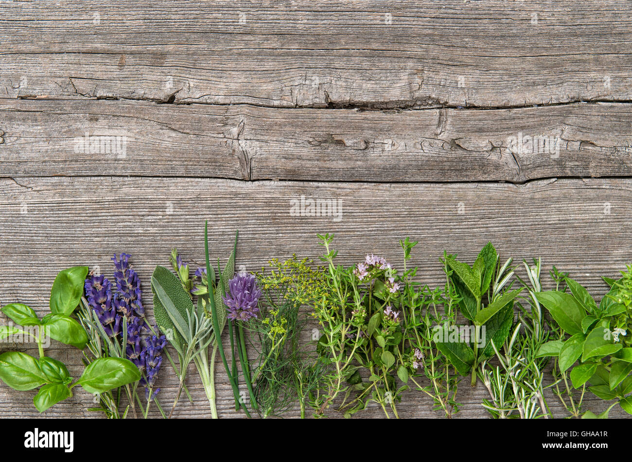 Frische Kräuter auf hölzernen Hintergrund. Basilikum, Rosmarin, Salbei, Thymian, Minze, Dill, Oregano, Majoran, Bohnenkraut, Lavendel Stockfoto