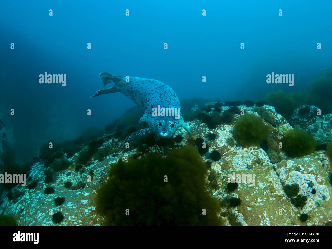 Gefleckte Siegel oder Larga Dichtung (Phoca Largha, Phoca Vitulina Largha) Nord-Pazifik Stockfoto