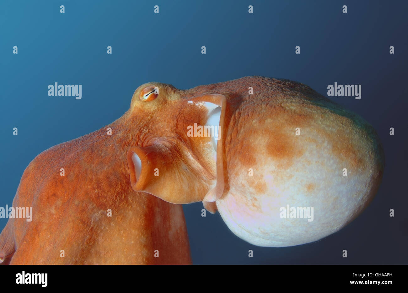 Potrait of Giant Pacific Octopus oder Nordpazifik Riesenkraken (Enteroctopus Dofleini) Nord-Pazifik Stockfoto