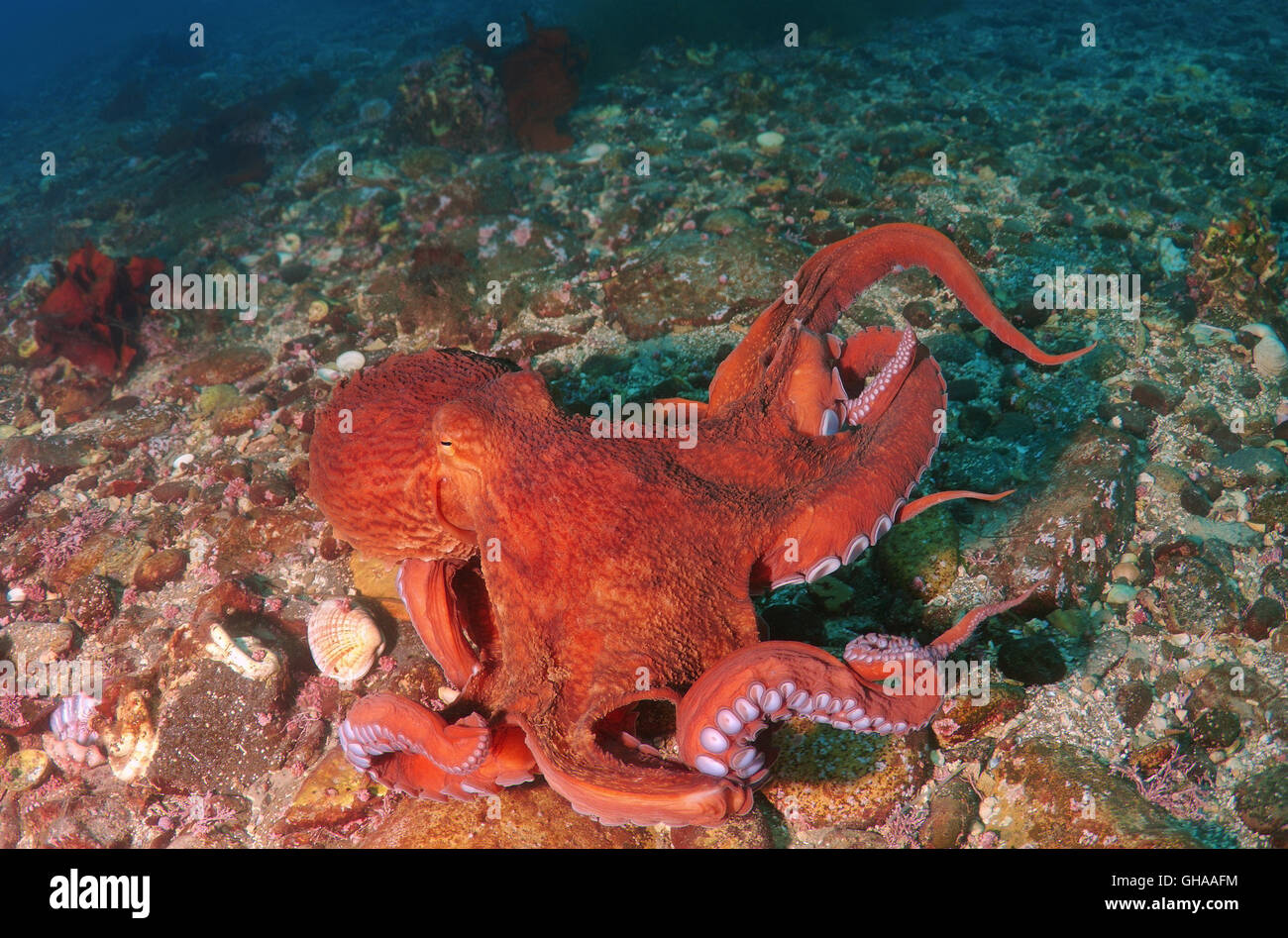 Pazifische Riesenkrake oder Nordpazifik Riesenkraken (Enteroctopus Dofleini) ist es an der Unterseite, Nord-Pazifik Stockfoto