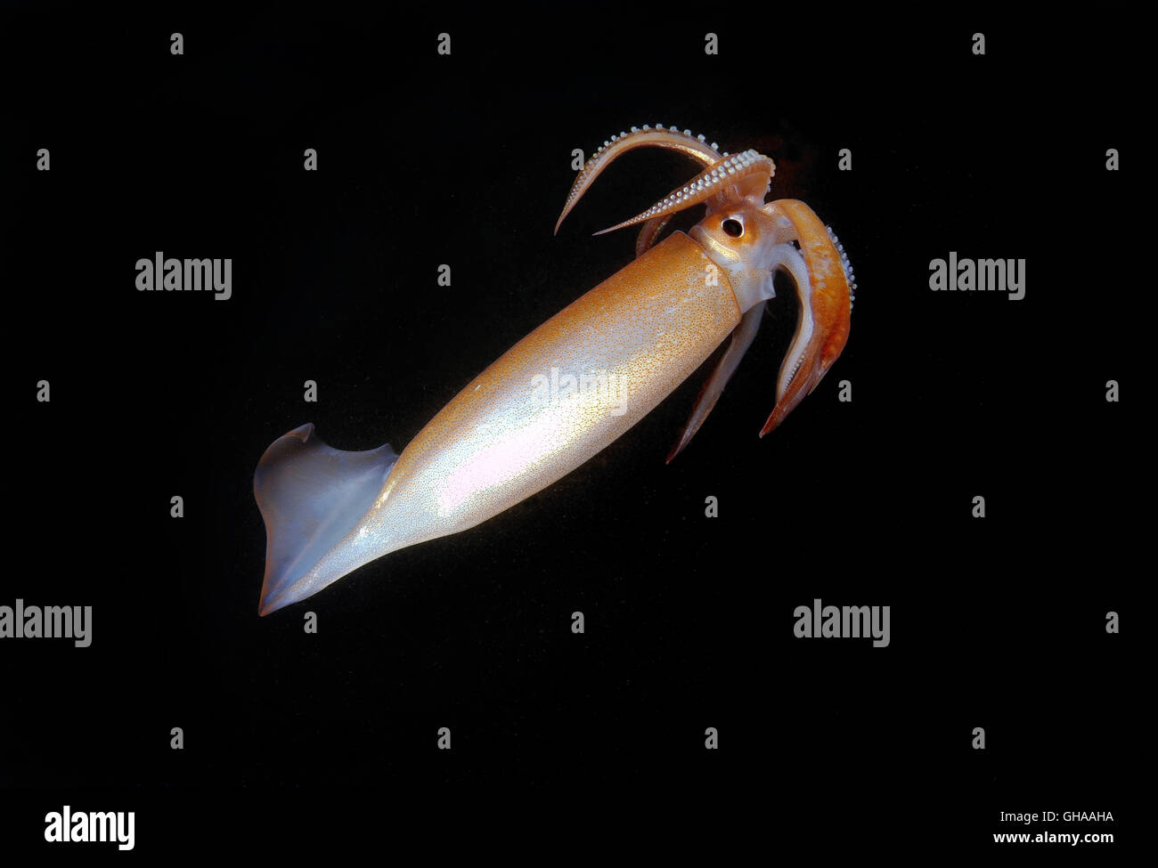 Japanische fliegende Kalmare, japanische gemeinsame Tintenfisch oder  Pacific fliegende Kalmare (Todarodes Pacificus) Nachttauchen, Nord-Pazifik  Stockfotografie - Alamy