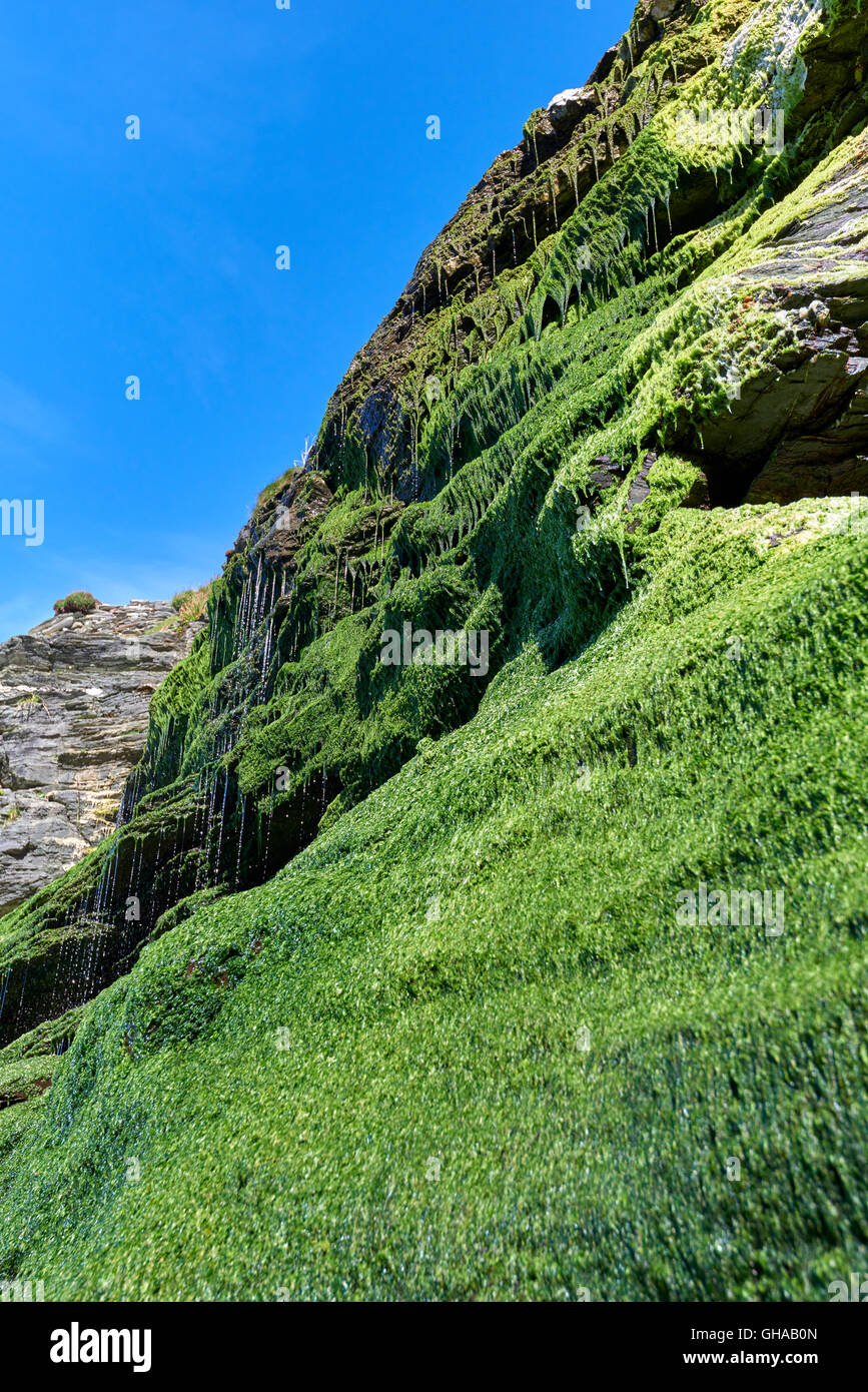 Tintagel Castle ist eine mittelalterliche Festung befindet sich auf der Halbinsel von Tintagel angrenzend an das Dorf von Tintagel Stockfoto