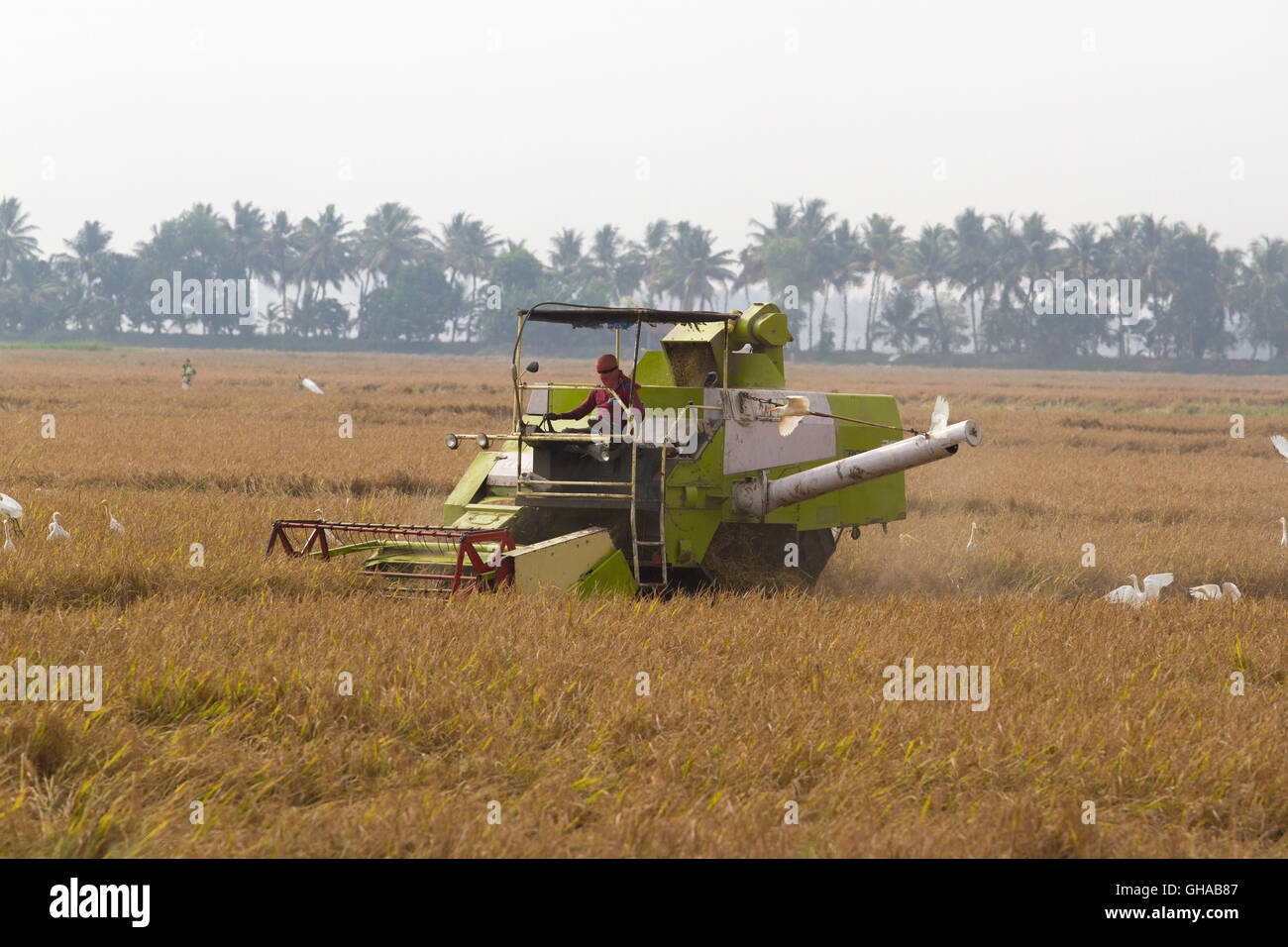 Allepey, Kerala, Indien, 31. März 2015: Unbekannter Mann mit Harvester Maschine Ernte Reis im Feld Stockfoto