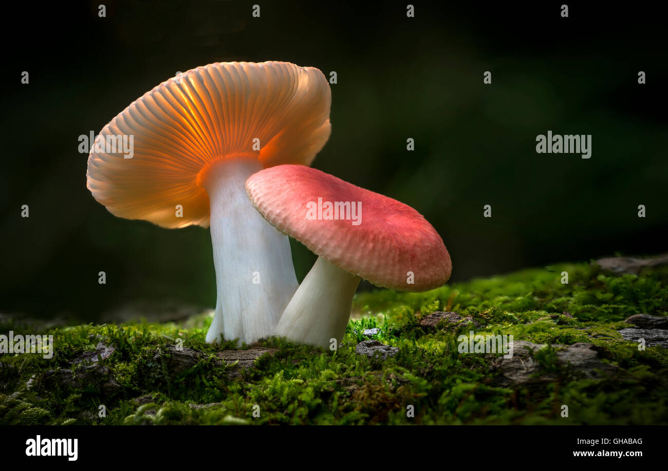 Zwei Pilze auf Waldboden mit Moos Stockfoto