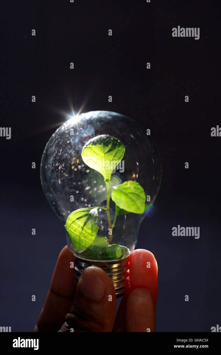 Kleiner Baum auf Lampe in Bintan Island, Indonesien. Foto von Seperi/Alamy Yuli Stockfoto