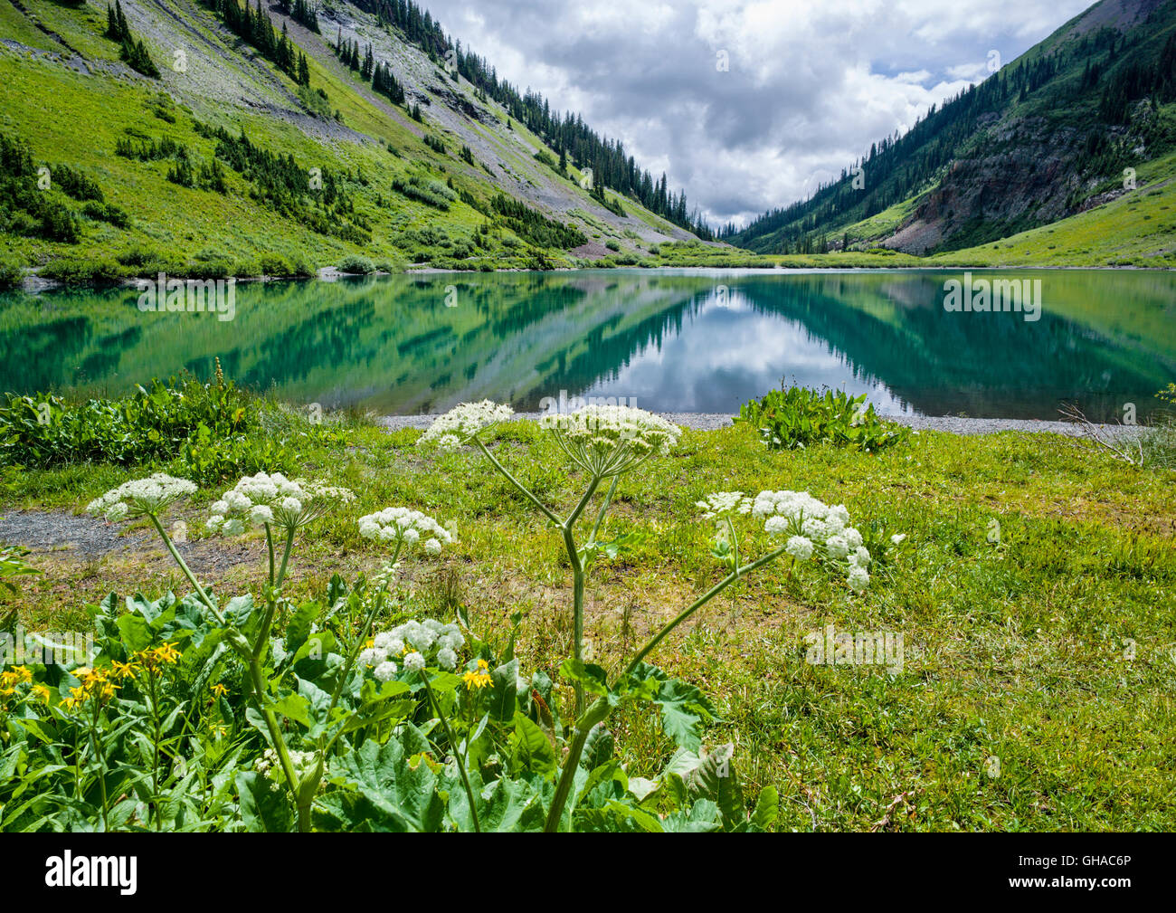 Ligusticum Porteri; Loveroot; Apiaceae; Petersilie-Familie; Emerald Lake; Gothic Mountain (R) & Avery Peak (L) Darüber hinaus; Colorado Stockfoto