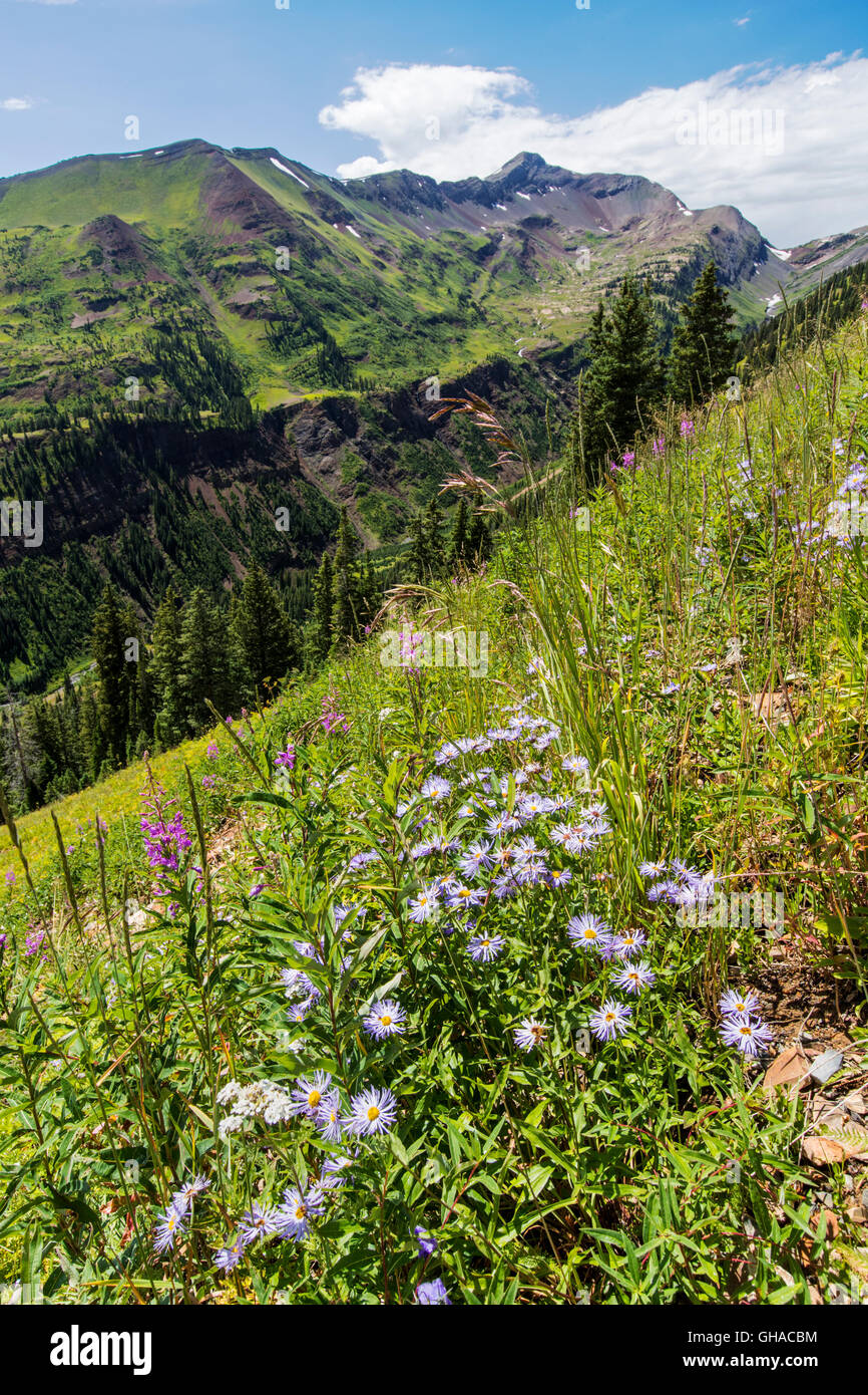 Erigeron Divergens; Gänseblümchen; Familie der Asteraceae; Sonnenblume; Ansicht West aus Schiefer River Road in Richtung Purple Mountain; Colorado; USA Stockfoto