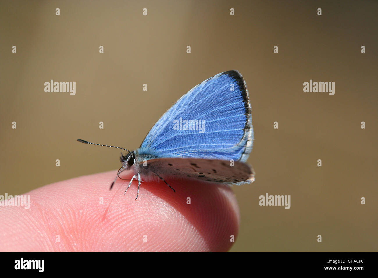 Ein männlicher Frühling Azure Schmetterling (Celastrina Ladon) ernähren sich von Schweiß auf einen menschlichen Finger, Indiana, Vereinigte Staaten Stockfoto