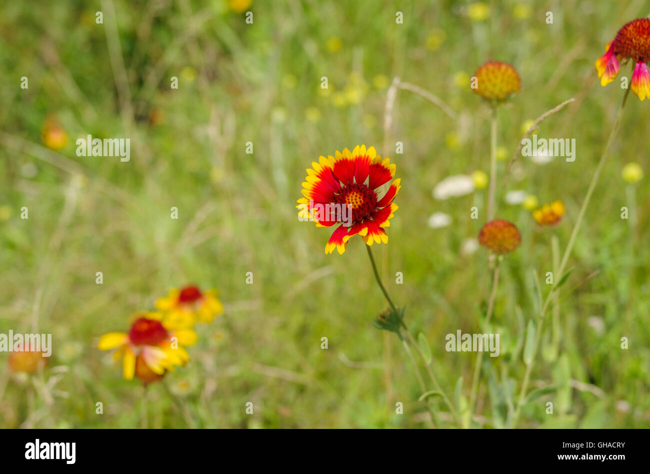 Wilden Feld mit schönen indischen Decke Blumen im Sommer Stockfoto