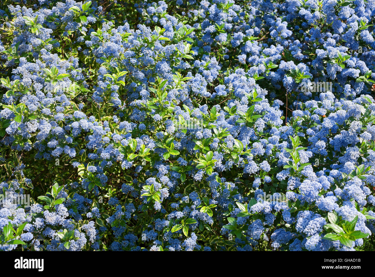 Blau blühender strauch Fotos und Bildmaterial in hoher Auflösung Alamy