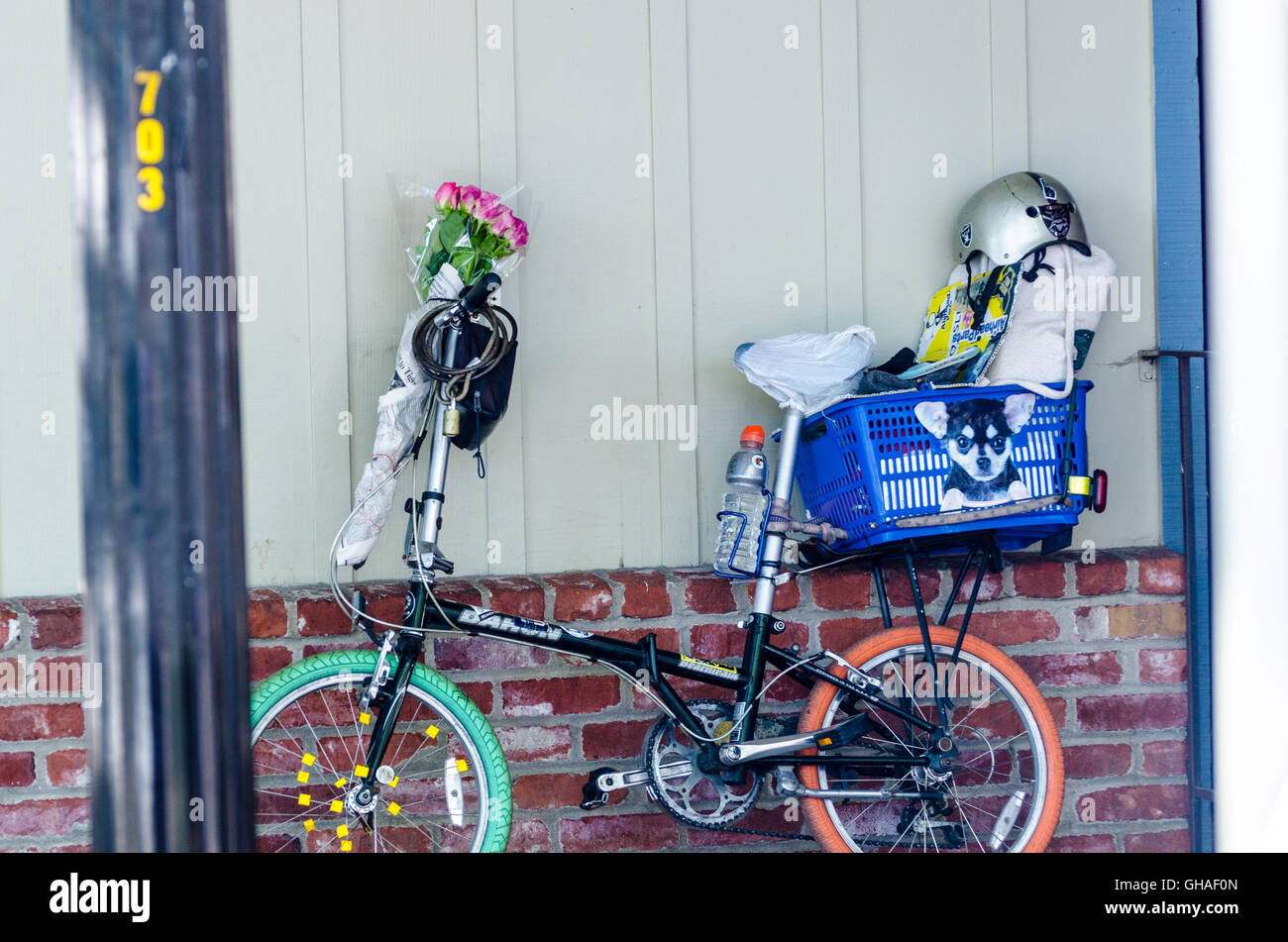 Fahrrad Fahrradkorb bunte Räder Rosese Chihuahua Blau gekleidet Stockfoto