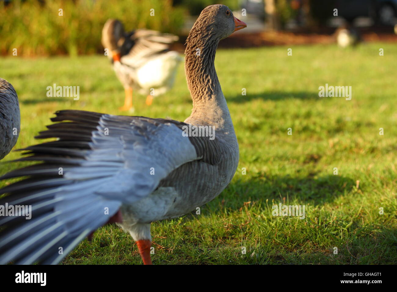 Gans auf dem grasbewachsenen grünen Hintergrund Stockfoto