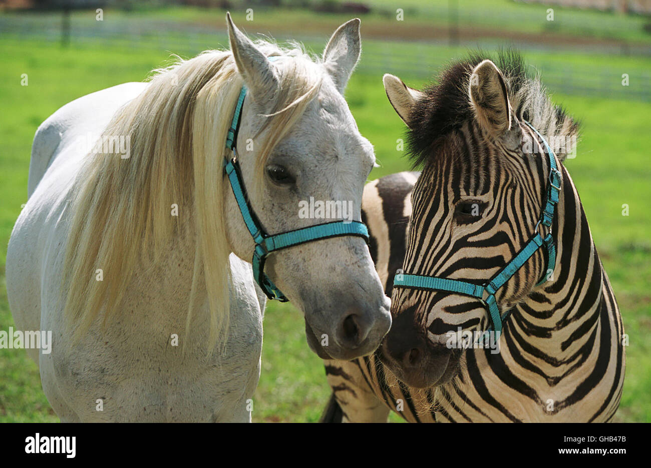 Stripes Im Rennstall Ist Das Zebra Los Ganzer Film Deutsch www.alamy.de