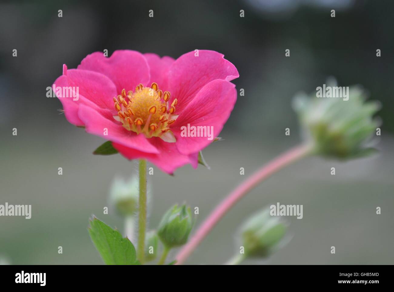 Eine Nahaufnahme einer Erdbeere rosa Blume Stockfoto