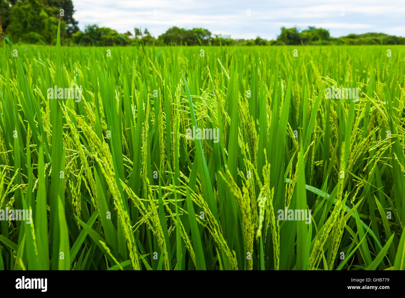 Niedrigen Winkel Nahaufnahme von einem unreifen Paddy Reis Feld Plantage mit Horizont B Stockfoto