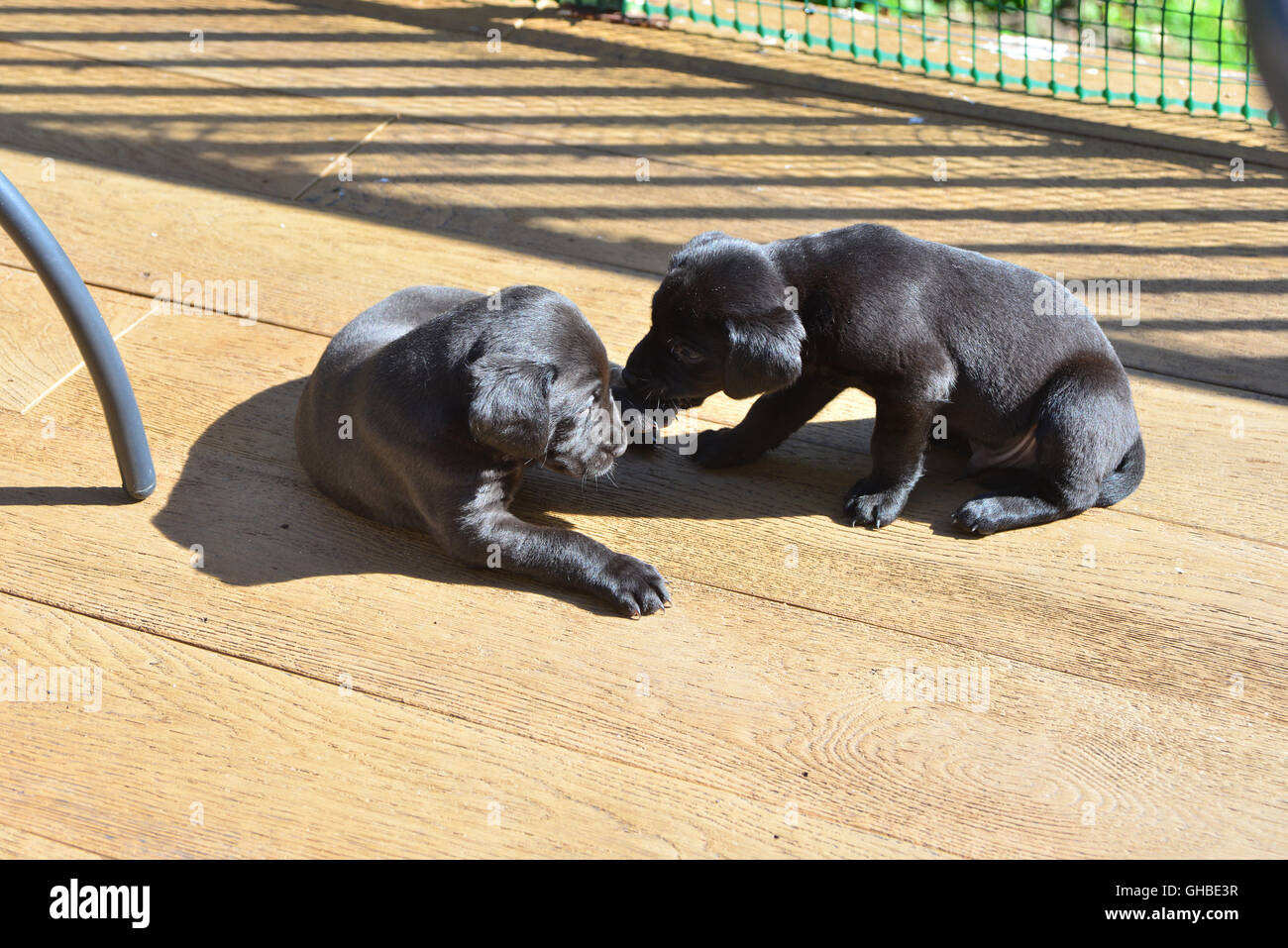 Schwarze Labrador Welpen auf der Terrasse in der Sonne spielen Stockfoto