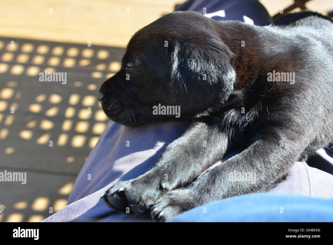 Schwarze Labrador Welpen auf decking mit Pfoten nach vorne, auf Runde schlafen Stockfoto