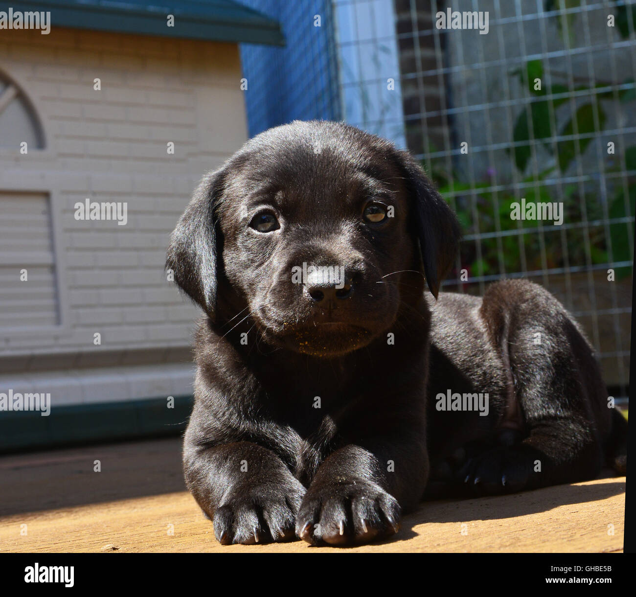 Schwarze Labrador Welpen auf decking mit Pfoten nach vorne, Kopf nach oben Blick in die Kamera Stockfoto