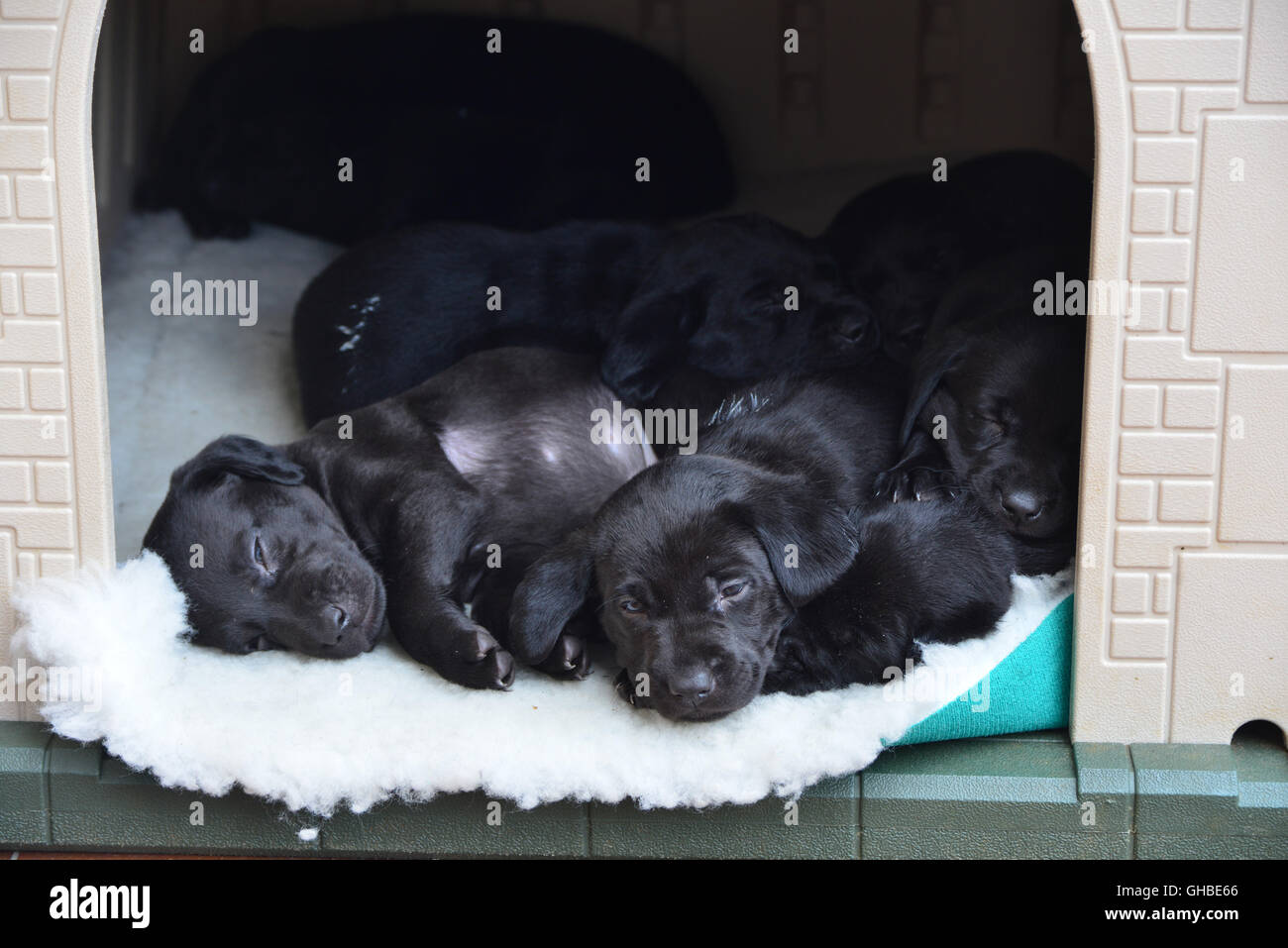 Schwarze Labrador Welpen schlafen im außen Haus Stockfoto