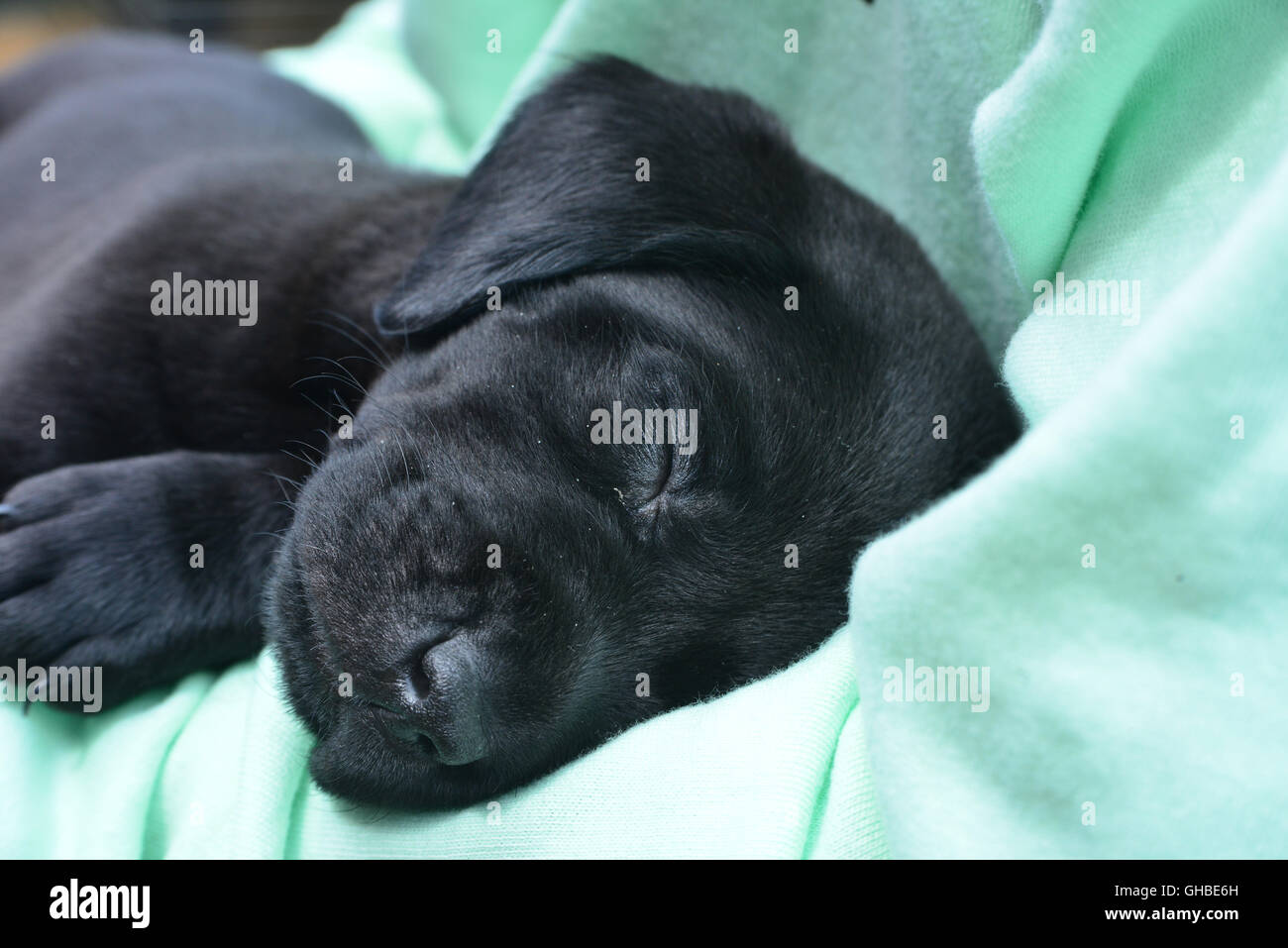Schwarze Labrador Welpen schlafen in armen Stockfoto