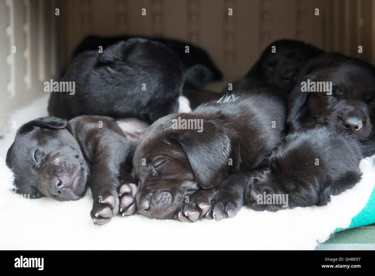 Schwarze Labrador Welpen schlafen auf Belag alle zusammen Stockfoto
