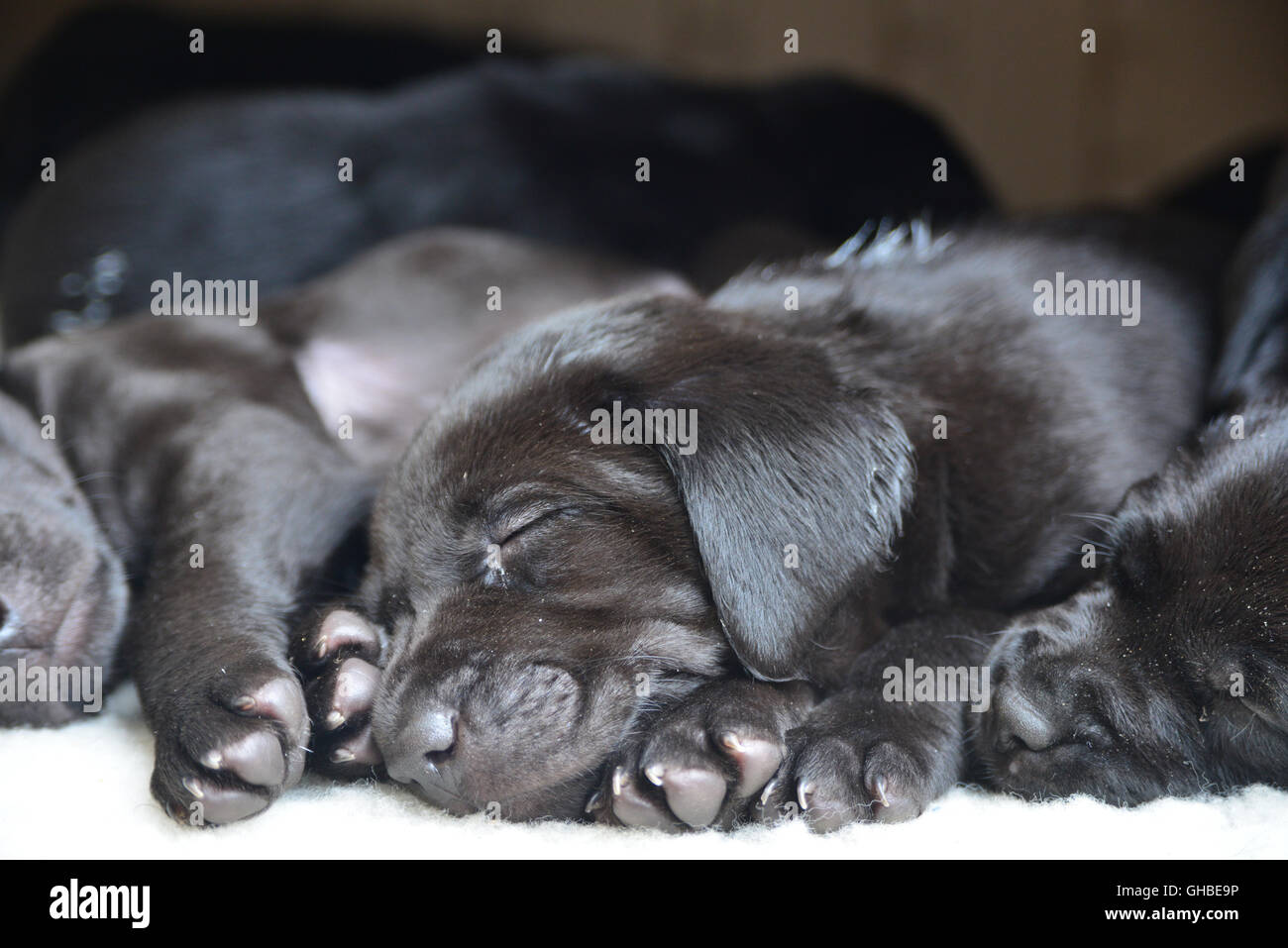 Schwarze Labrador Welpen schlafen auf Belag zusammen in einem Paket Stockfoto