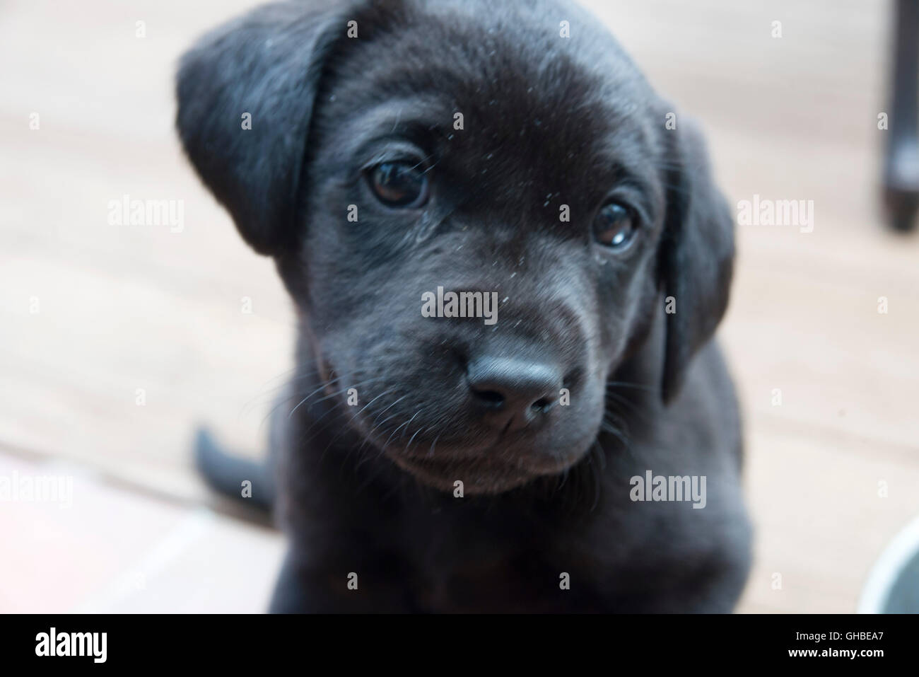 Schöne schwarze Labrador Welpen Vorderansicht Stockfoto