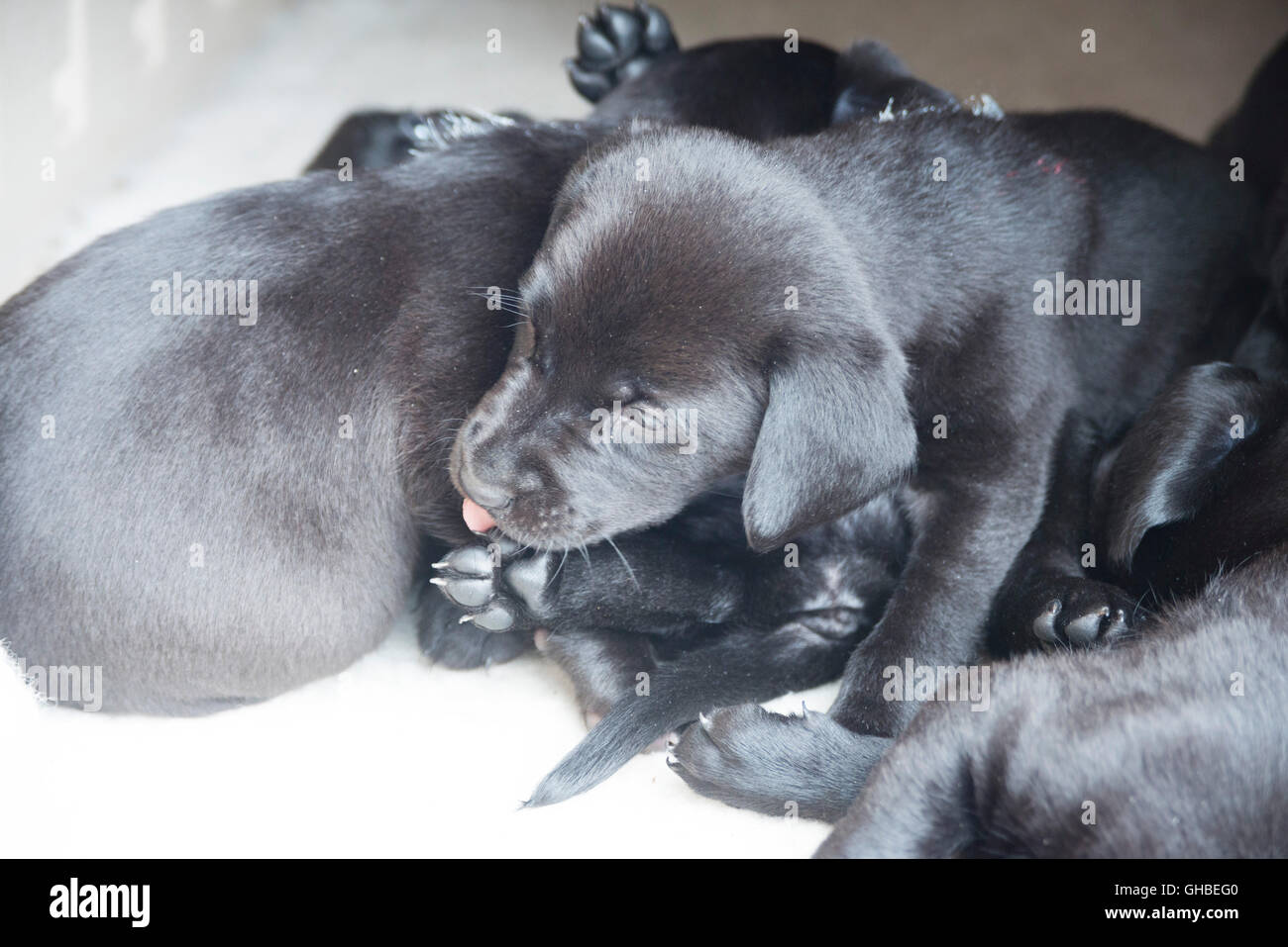 Schwarze Labrador Welpen ruht auf Belag mit ihrer Zunge heraus Stockfoto