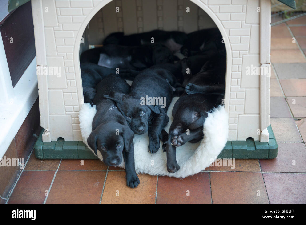 Haus voller schwarzer Labrador Welpen Stockfoto