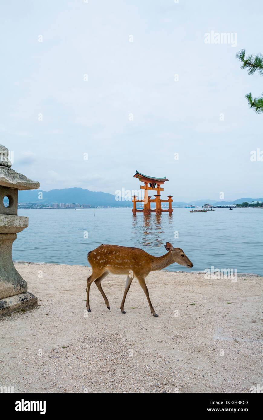 Hirsch Miyajima Torbogen Hiroshima Japan Stockfoto
