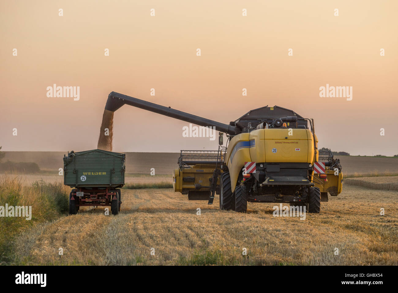 Landwirtschaft, Mähdrescher, die bei der Entleerung der Korn am Abend, Landkreis Wolfenbüttel, Niedersachsen, Editorial-Use - Nur Stockfoto
