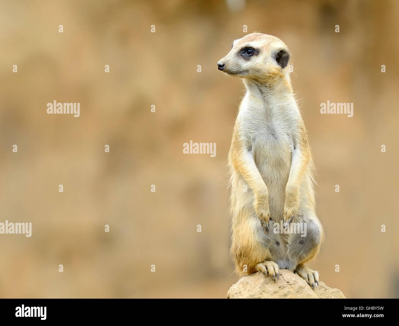 Niedlichen Erdmännchen (Suricata Suricatta) auf Stein bewacht sein Revier. Die Erdmännchen mit braunen Sandstrand oder Wüste Hintergrund und Kopie spac Stockfoto