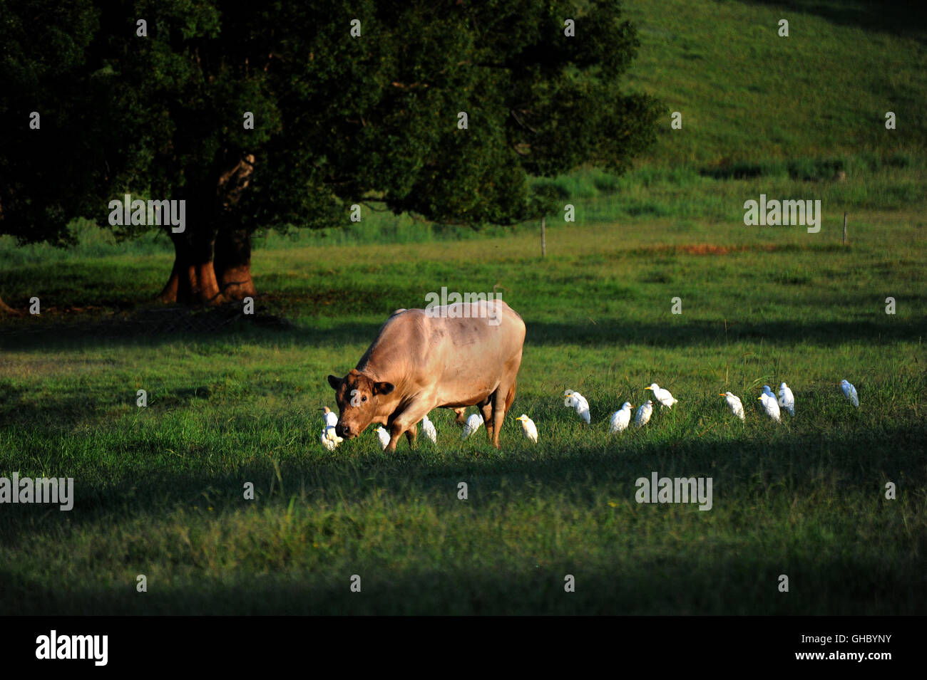 Stier mit Vögel Stockfoto