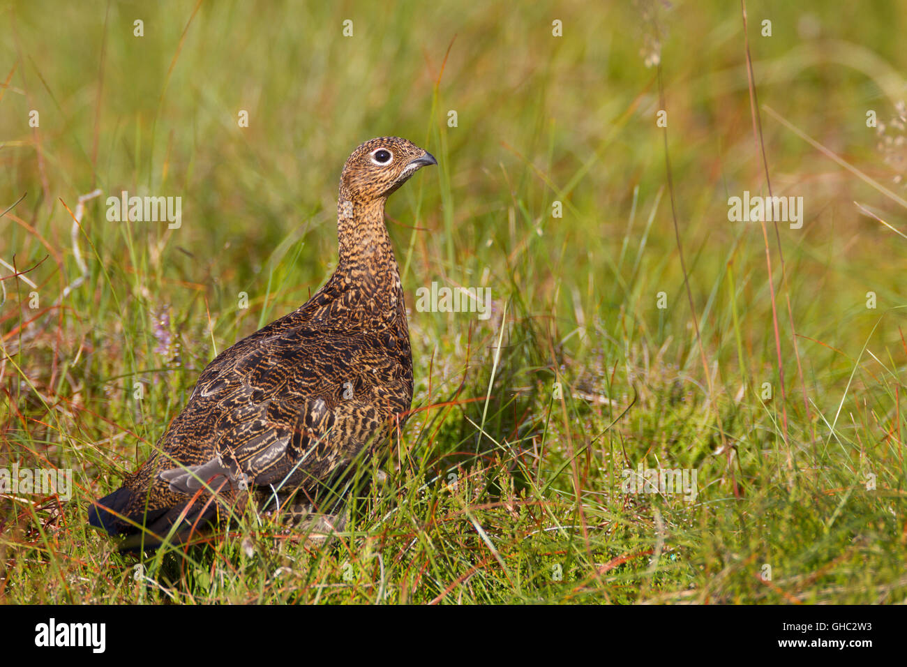 Moorschneehuhn. Lagopus (Tertranoiden) Stockfoto