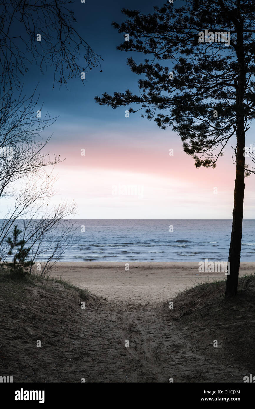 Dunkle Küstenlandschaft. Kiefer Baum Silhouette über bunte Abendhimmel. Sandy Straße führt zum Strand an der Ostseeküste Stockfoto